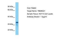 TMEM221 Rabbit anti-Human, Polyclonal, Novus Biologicals 0.1 mL | Buy Online | Novus Biologicals | Fisher Scientific